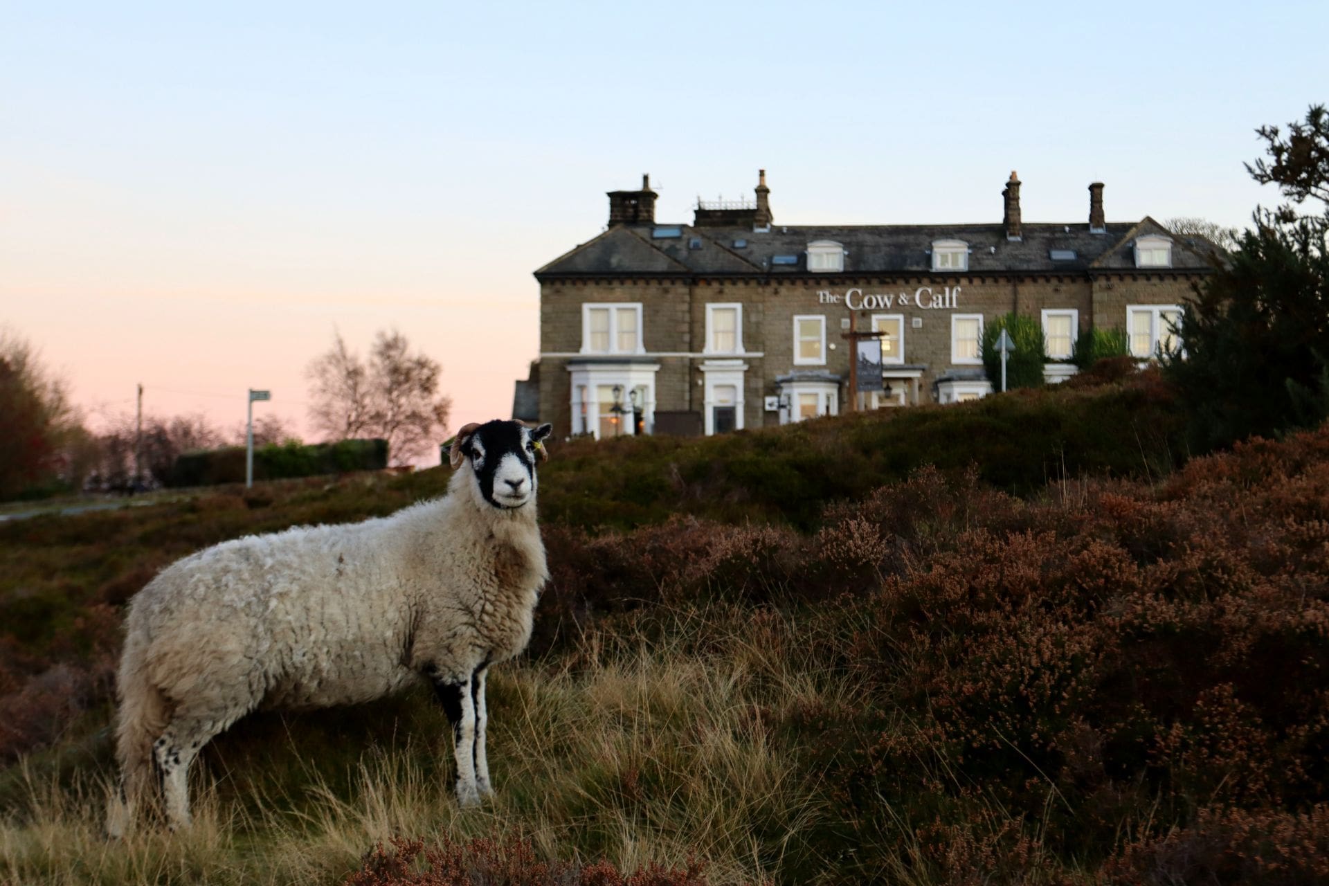 sheep-standing-on-rugged-moors-in-front-of-pub-the-cow-and-calf-in-ilkley-england-uk-day-trips-from-leeds