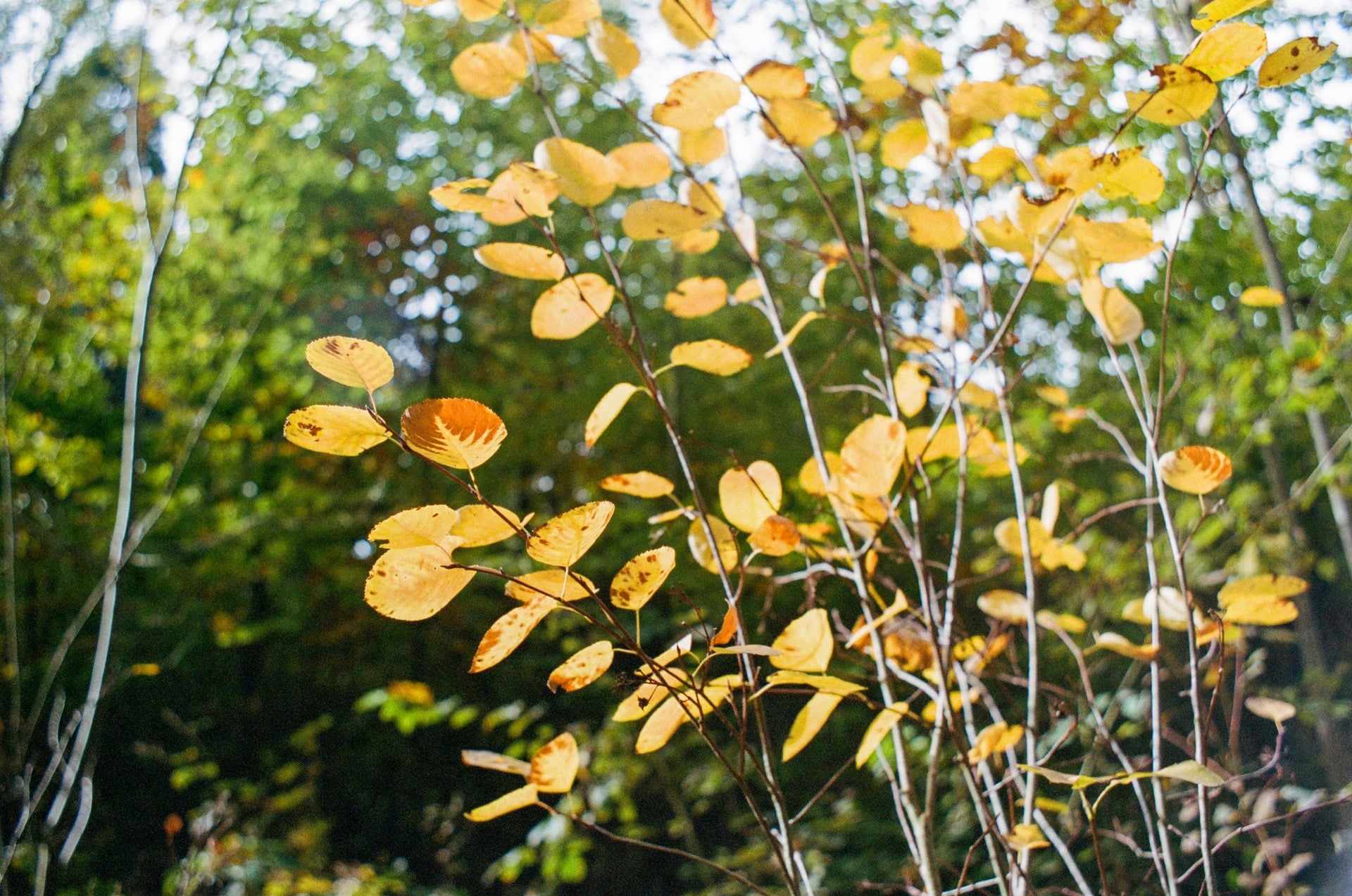 autumn-yellow-leaves-on-branch-during-daytime