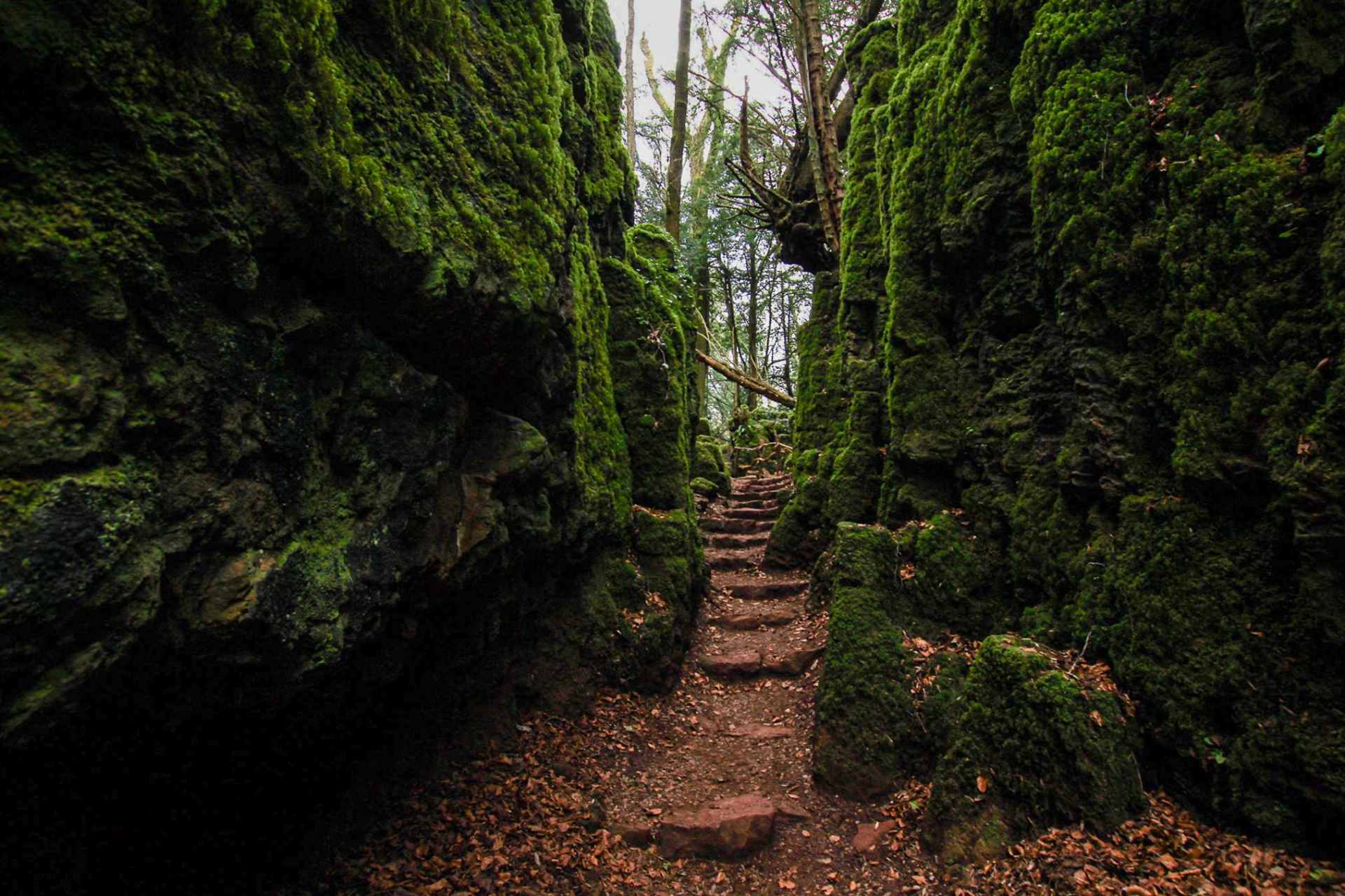 steps-leading-through-puzzlewood-forest-with-moss-on-rocks-things-to-do-in-the-forest-of-dean