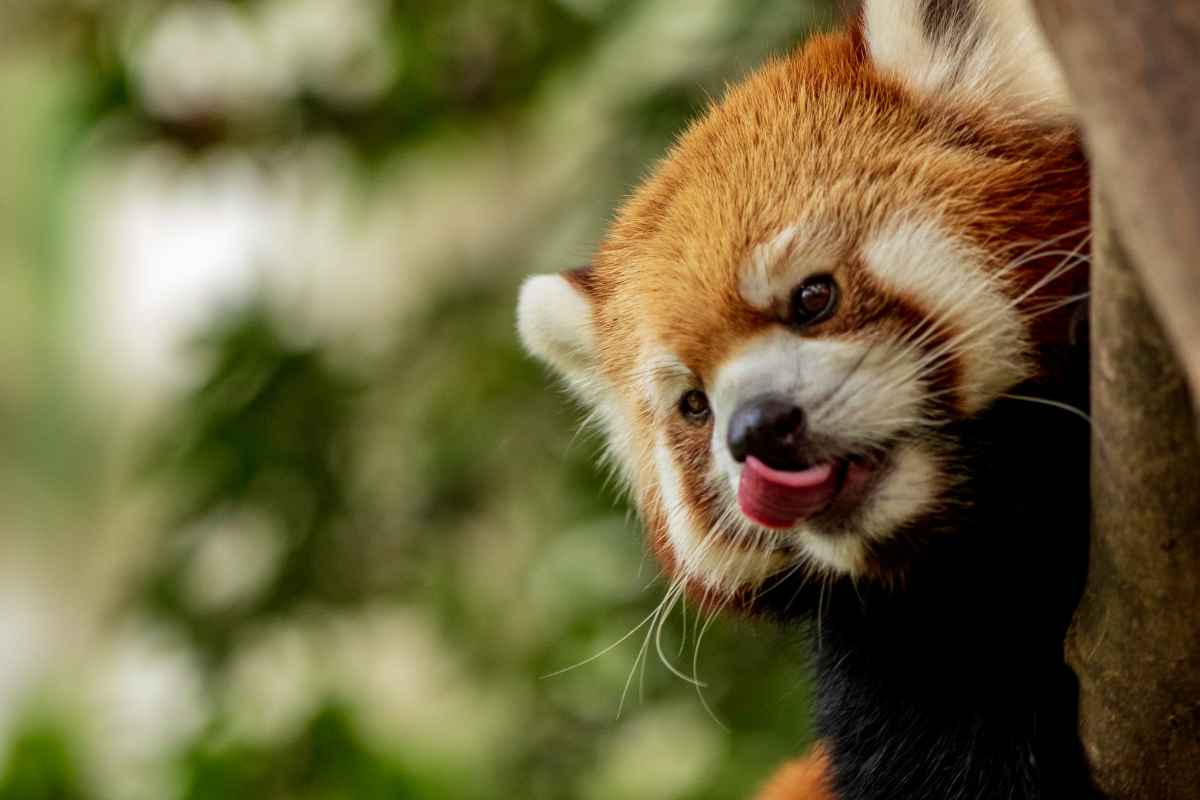 red-panda-looking-out-from-tree